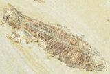 Multiple Fossil Fish (Mioplosus, Knightia & Diplomystus) Plate #307169-2